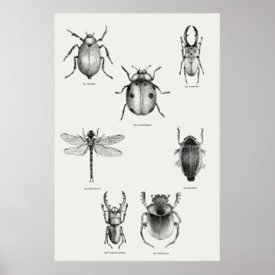 Poster Insects diagram