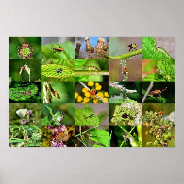 Poster Insekten - Colagem (Frente)