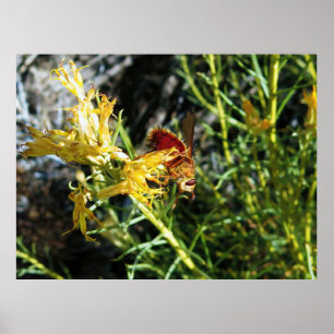 Poster Insetar em uma Flor