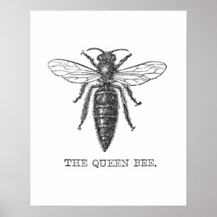 Póster Inseto do Inseto de Ilustração da Rainha Bee