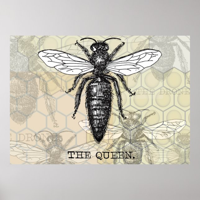 Poster Inseto do Inseto de Ilustração da Rainha Bee (Frente)