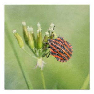 Póster Inseto vermelho - uma mais garrafa não fere