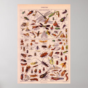 Poster Insetos