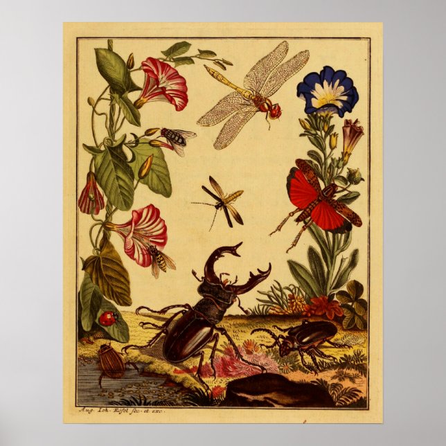 Poster Insetos 1764 (Frente)