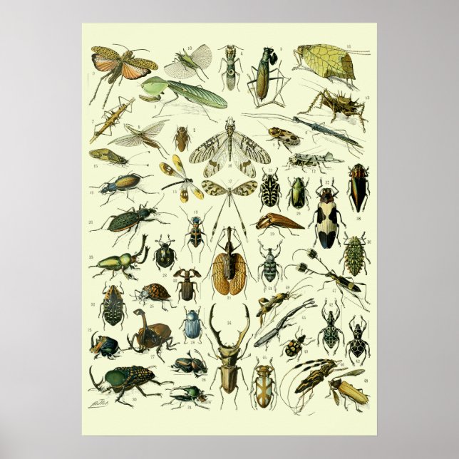Poster Insetos Antigos (Frente)