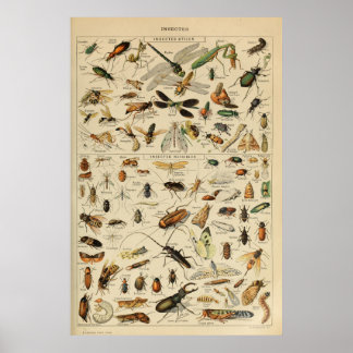 Poster Insetos - Coleção de insetos