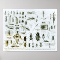 Insetos de Entomologia