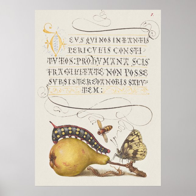 Poster Insetos de Jardim, Mosca, Lagarta, Pera, Centopéia (Frente)