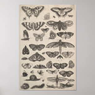Póster Insetos dos Lepidoptera da entomologia do vintage
