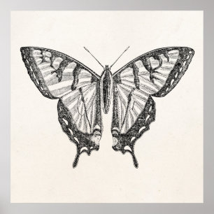 Poster Insetos personalizados borboleta das borboletas do