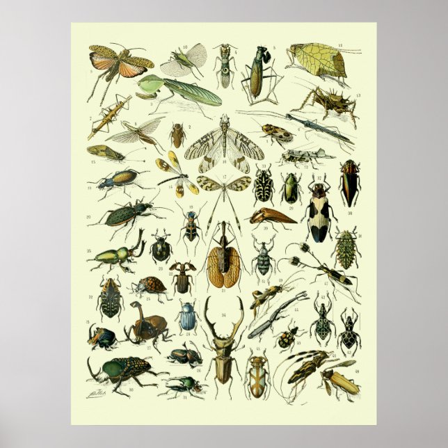 Poster Insetos Vintage (Frente)