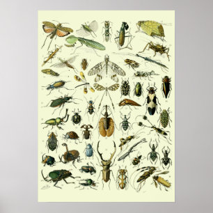 Poster Insetos Vintage