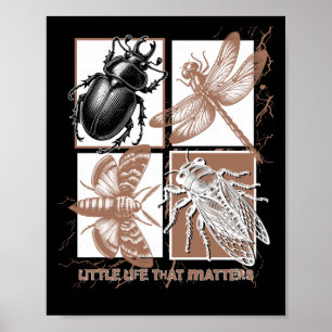 Poster Insetos Vintage - Besouro