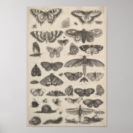 Póster Insetos Vintage Entomology Lepidoptera