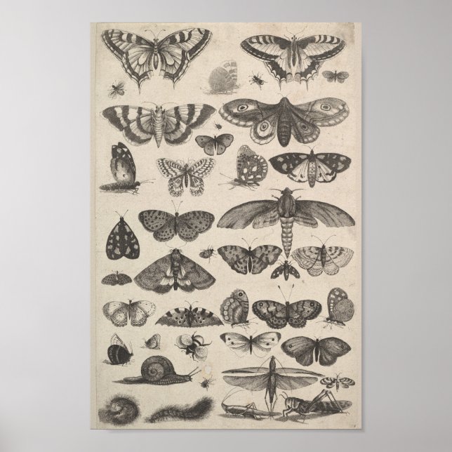 Póster Insetos Vintage Entomology Lepidoptera (Frente)