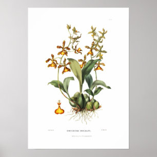 Poster Insleayi de Oncidium pela senhorita Drake.