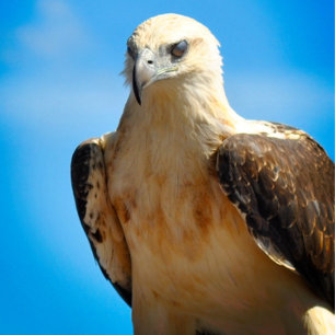 Poster Inspiracional Motivacional Eagle Design