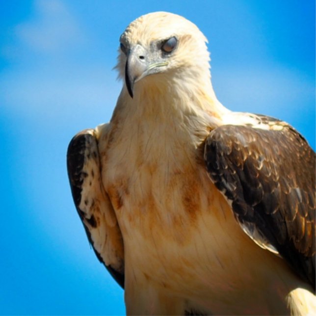 Poster Inspiracional Motivacional Eagle Design (Criador carregado)