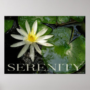 Poster inspirado da serenidade do lírio de água