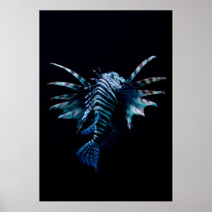 Poster Inspiration