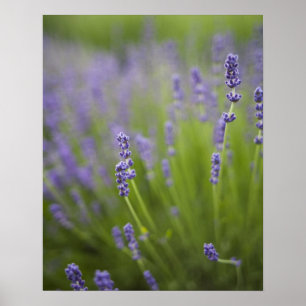 Póster Instalações de Lavanda 2