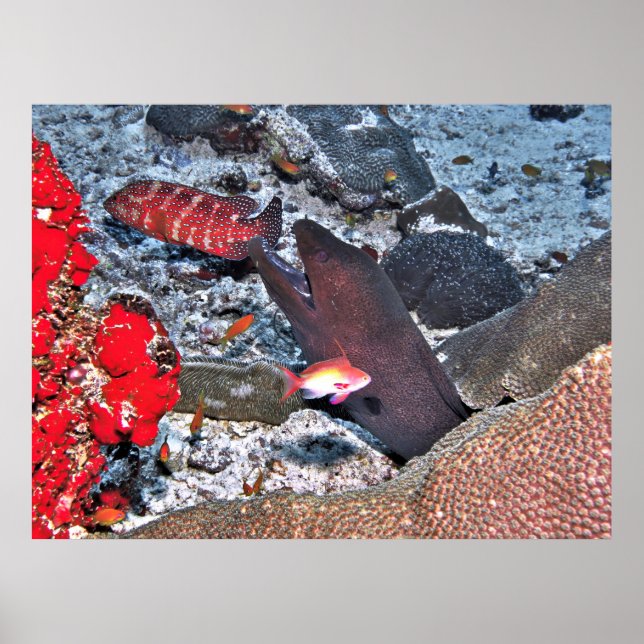 Poster Instantâneo de recife de Maldivas (Frente)