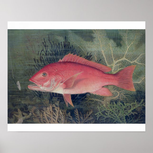 Póster Instantâneo Vermelho, de 'Peixes de Jogo dos Estad (Frente)