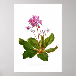 Póster Integrifolium de Dodecatheon