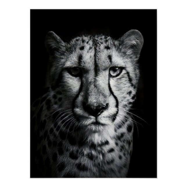Póster Intense Black and White Cheetah Portrait (Frente)