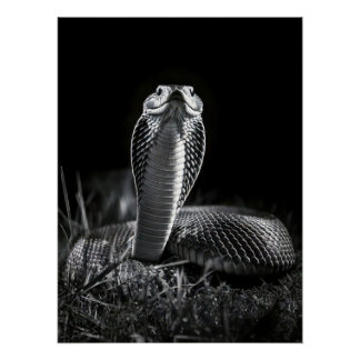 Póster  Intense Black & White King Cobra Fine Art Print |