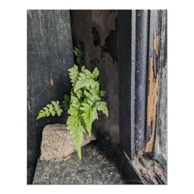 Póster Interior esquecido com pintura de Fern e Weathered (Frente)