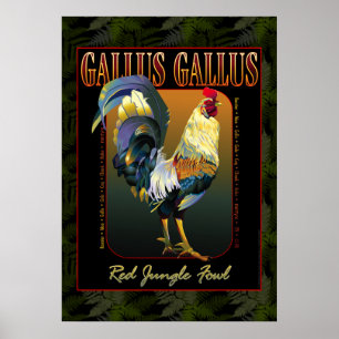 Póster International do Gallus do Gallus