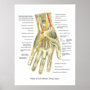 Poster interno da anatomia da mão & do pulso