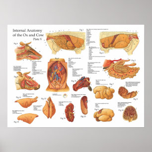 Poster interno da anatomia da vaca bovina