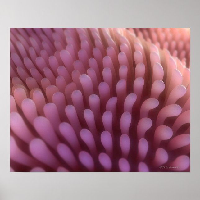 Póster Intestinal Villi (Frente)