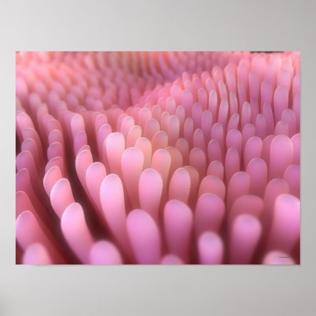 Póster Intestinal Villi 2 (Frente)