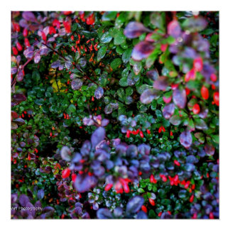 Póster Intrate Bush