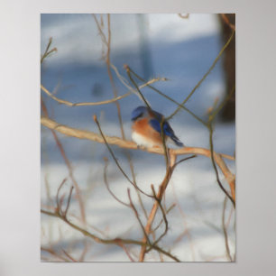 Póster Inverno Bluebird Nature Art