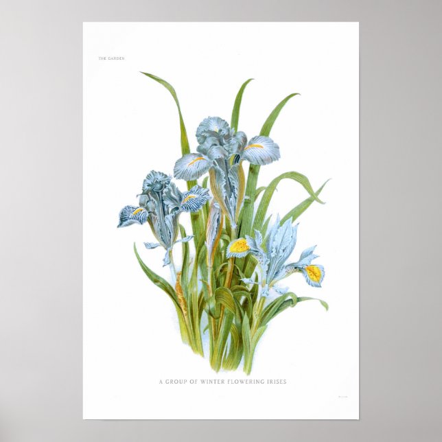Poster Inverno Irises (Frente)