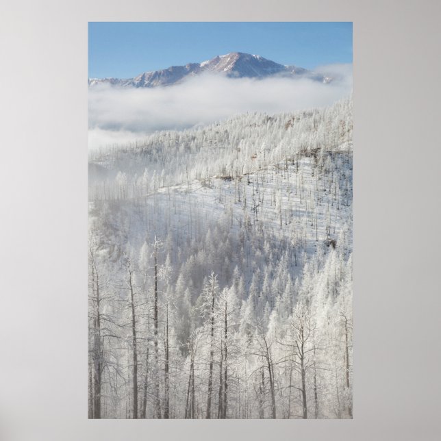 Poster Inverno na Floresta Nacional de Pike (Frente)