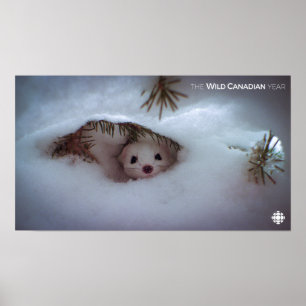 Póster Inverno - Weasel De Altura Curta