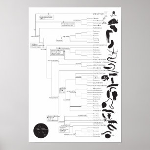Póster Inverte: Explorando a árvore de vida animal