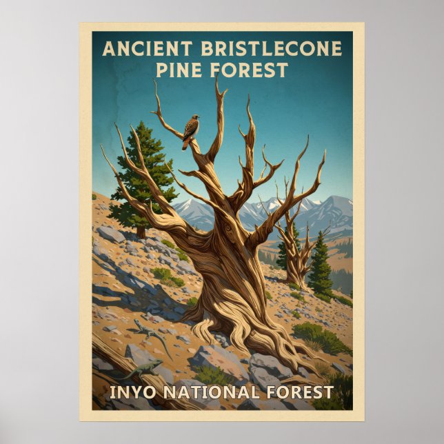 Poster Inyo - Floresta de Pinus Bristlecone V01, antiga (Frente)