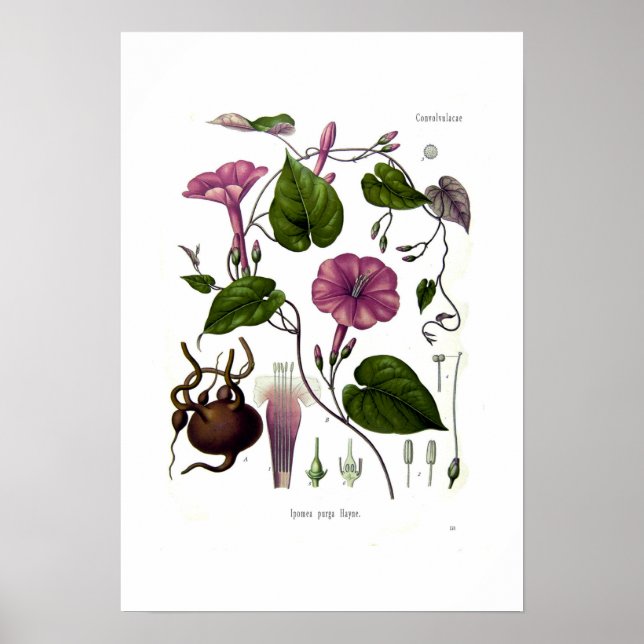 Póster Ipomea purga (salto) (Frente)