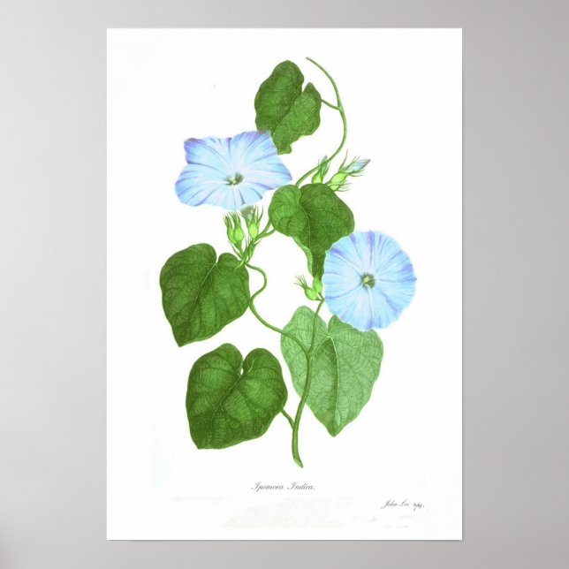 Poster Ipomoea Indica (Frente)