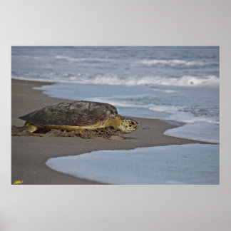 Poster Ir para casa II