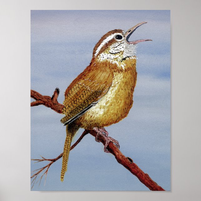 Poster Irate Carolina Wren (Frente)