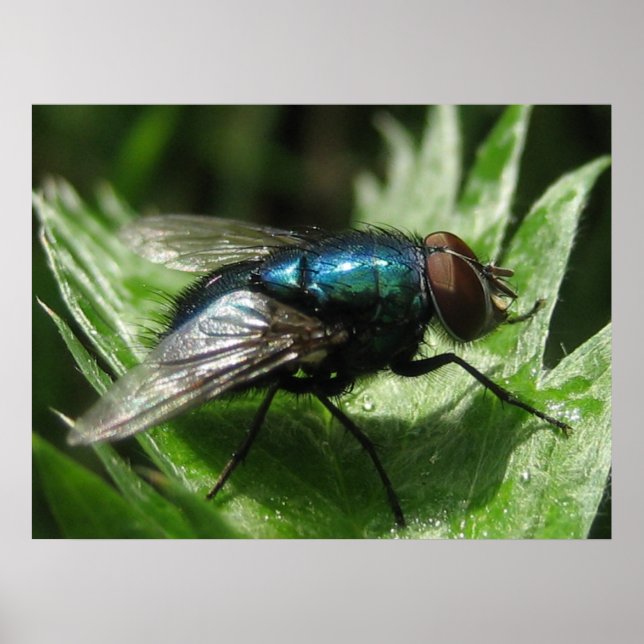 Póster Iridescência - Frasco azul (Frente)