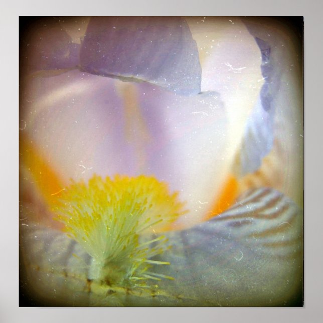 Poster Iris (Frente)