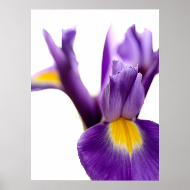Poster Iris (Frente)